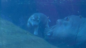 Bayi Kuda Nil Gemas Kebun Binatang Berlin Berenang dengan Induk