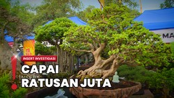 Uniknya Tanaman Bonsai, Harganya Mencapai Miliaran Rupiah
