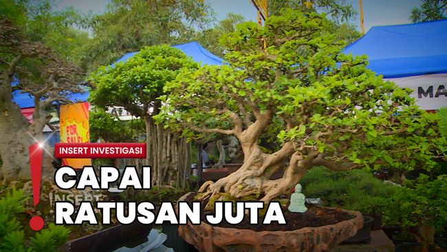 Uniknya Tanaman Bonsai, Harganya Mencapai Miliaran Rupiah