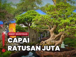 Uniknya Tanaman Bonsai, Harganya Mencapai Miliaran Rupiah