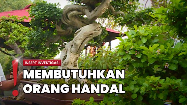 Karya Seni Alam, Ini Alasan Tanaman Bonsai Punya Harga Fantastis