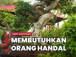 Karya Seni Alam, Ini Alasan Tanaman Bonsai Punya Harga Fantastis