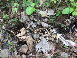 Kerangka Manusia Utuh Ditemukan Warga di Hutan Sawoo Ponorogo