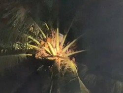 Pria di Banten Terjebak 2 Jam di Atas Pohon Kelapa Usai Turun Hujan