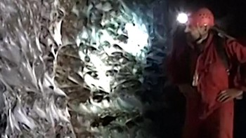 Temuan Jaring Laba-laba Terbesar di Dunia, Rumah 100 Ribu Laba-laba