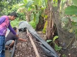 Pemuda di Mura Manfaatkan Tongkol Jagung untuk Budidaya Jamur Janggel