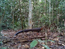 Kuau, Penari Berbuntut Panjang dari Hutan Kalimantan