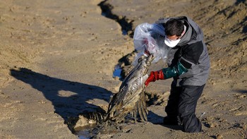 FOTO: Wabah Flu Burung Menyebar di Langit Eropa