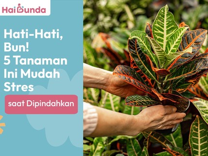 Hati-Hati, Bun! 5 Tanaman Ini Mudah Stres saat Dipindahkan