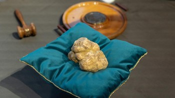 FOTO: Jamur Truffle Seberat 1 Kilogram Terjual 2 Miliar Rupiah