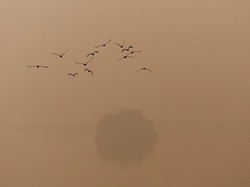 Kabut Asap Tebal Selimuti New Delhi, Begini Penampakannya