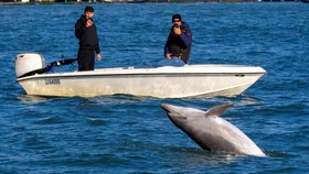 FOTO: Misteri Lumba-lumba Mimmo Tersesat, Kini Jadi Bintang di Venesia