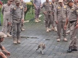Monyet Lepas Saat Upacara Hari Pahlawan di Banyumas Bikin Peserta Kocar-kacir