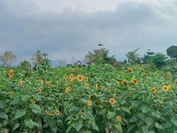 Poetoek Soeko Trawas, Taman Estetik dengan Panorama Gunung