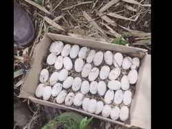 Heboh Induk King Cobra Ditemukan Bersama 45 Telurnya di Tabanan