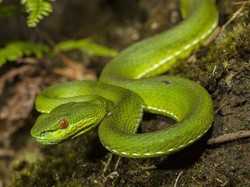 Ular Viper Vs Kobra Jawa, Mana yang Paling Berbahaya?