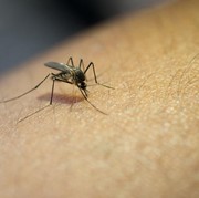 Pakai Cara Alami, Ini 6 Tanaman Pengusir Nyamuk yang Bisa Ditanam di Rumah