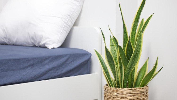 Sansevieria trifasciata or Snake plant decoration in bedroom for fresh air.