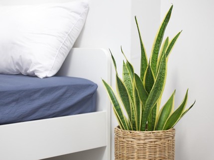 5 Tanaman Hias yang Tidak Boleh Ada di Kamar Tidur Menurut Feng Shui