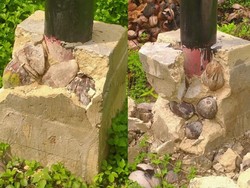 Duh! Viral Pondasi Tiang Listrik di Sambas Dicampur Kelapa dan Serabutnya