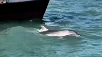 Aksi Mimmo, Lumba-lumba Memukau Wisatawan di Venesia