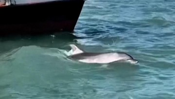 Aksi Mimmo, Lumba-lumba Memukau Wisatawan di Venesia