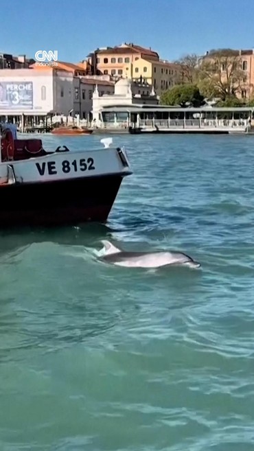 Aksi Mimmo, Lumba-lumba Memukau Wisatawan di Venesia