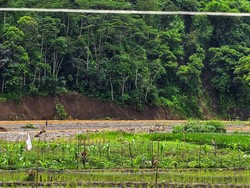 Arus Sungai Cidadap Sukabumi Gerus Sawah dan Kebun Warga