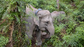 FOTO: Pastikan Aman, Gajah Betina di Tesso Tenggara Dipantau via GPS