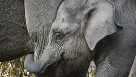 Menhut Ungkap Koridor Gajah di Riau Bakal Segera Tersambung