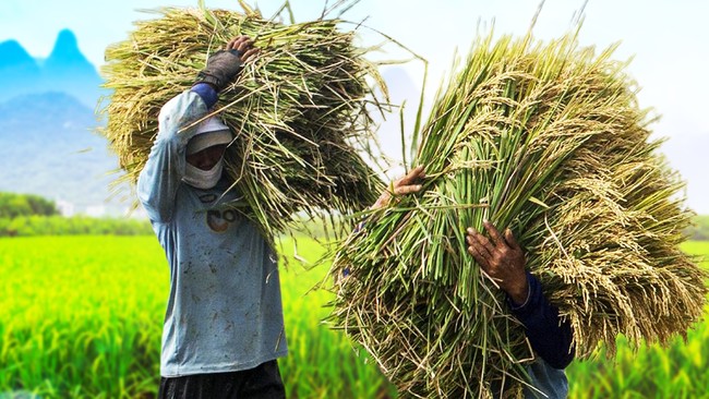 NTP Naik 1,5% ke 127,13 — Petani Diuntungkan Harga Beras, Inflasi Pangan Mengintai
