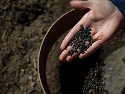 Biji Jelai 5.000 Tahun Ditemukan di Turki Timur, Ungkap Jejak Pertanian Tertua