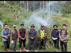 BNN Temukan 3 Hektare Ladang Ganja di Sumut, 30 Ton Ganja Dimusnahkan