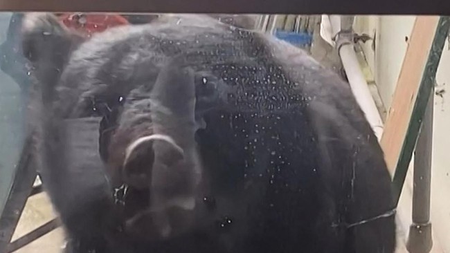 Lonjakan serangan beruang di Jepang memicu tren kuliner dengan daging beruang kini diburu konsumen setelah hewan itu dibasmi untuk menekan ancaman ke manusia.