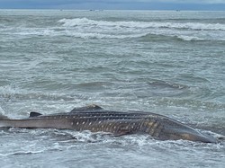 Hiu Tutul Sepanjang 6 Meter Ditemukan Mati di Pantai Bunton Cilacap