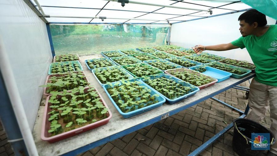 Sejumlah pegawai memanen slada di Ladang Farm, Cilandak, Jakarta, Kamis (13/11/2025). (CNBC Indonesia/Tri Susilo)
