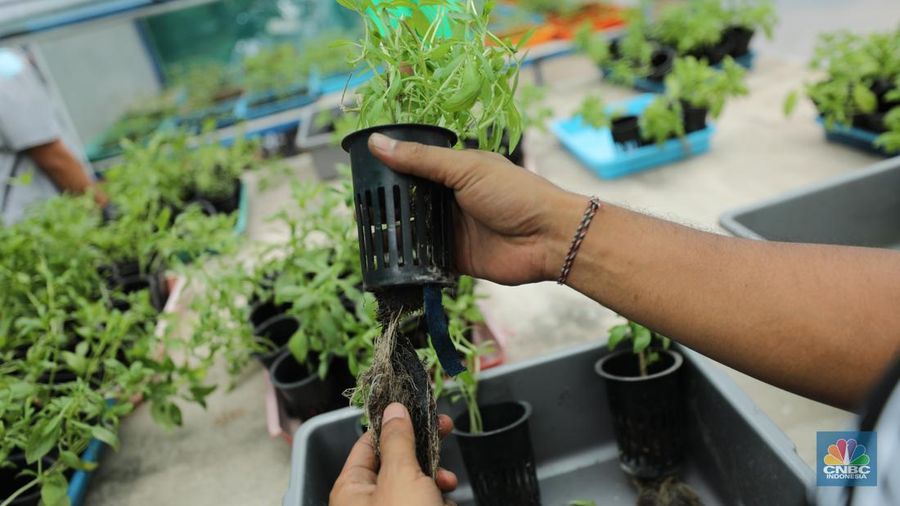 Sejumlah pegawai memanen slada di Ladang Farm, Cilandak, Jakarta, Kamis (13/11/2025). (CNBC Indonesia/Tri Susilo)