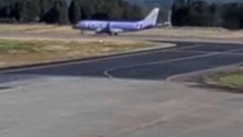 Momen Anak Beruang Masuk Bandara di Jepang, Penerbangan Dihentikan