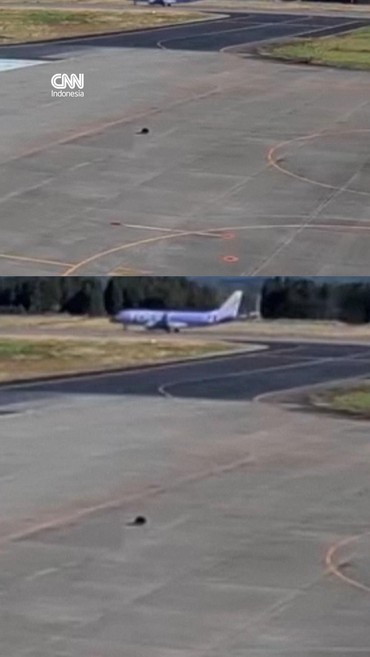 Momen Anak Beruang Masuk Bandara di Jepang, Penerbangan Dihentikan