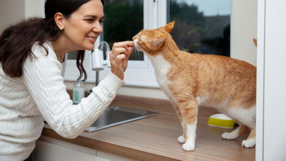 Enak Buat 'Babu' Tapi 8 Makanan Ini Jangan Diberikan pada Kucing Ya