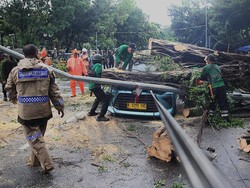 Pohon Tumbang Timpa Kendaraan, DKI Percepat Pemangkasan di 5 Wilayah