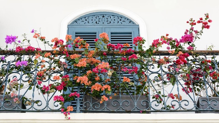 Balcony with blue door and colorful bougainvillea flowers