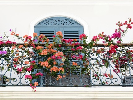 12 Tanaman Hias Merambat untuk Mempercantik Dinding hingga Kanopi