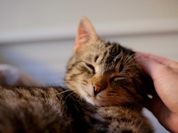 Cara Mengobati Scabies pada Kucing, Perhatikan Lama Pengobatan dan Larangannya