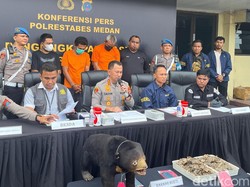 Polisi Gagalkan Pengiriman Beruang Madu Awetan Tujuan Aceh di Medan