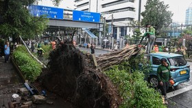 Hujan Badai, 3 Pohon di Jakbar Tumbang hingga 10 RT Banjir