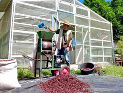 Kisah Petani Kite dan Kopi dari Lereng Gunung Dempo