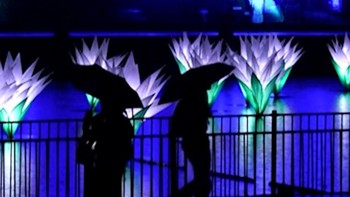 Taman Kew di London Berhias Cahaya Warna-warni Menyambut Natal