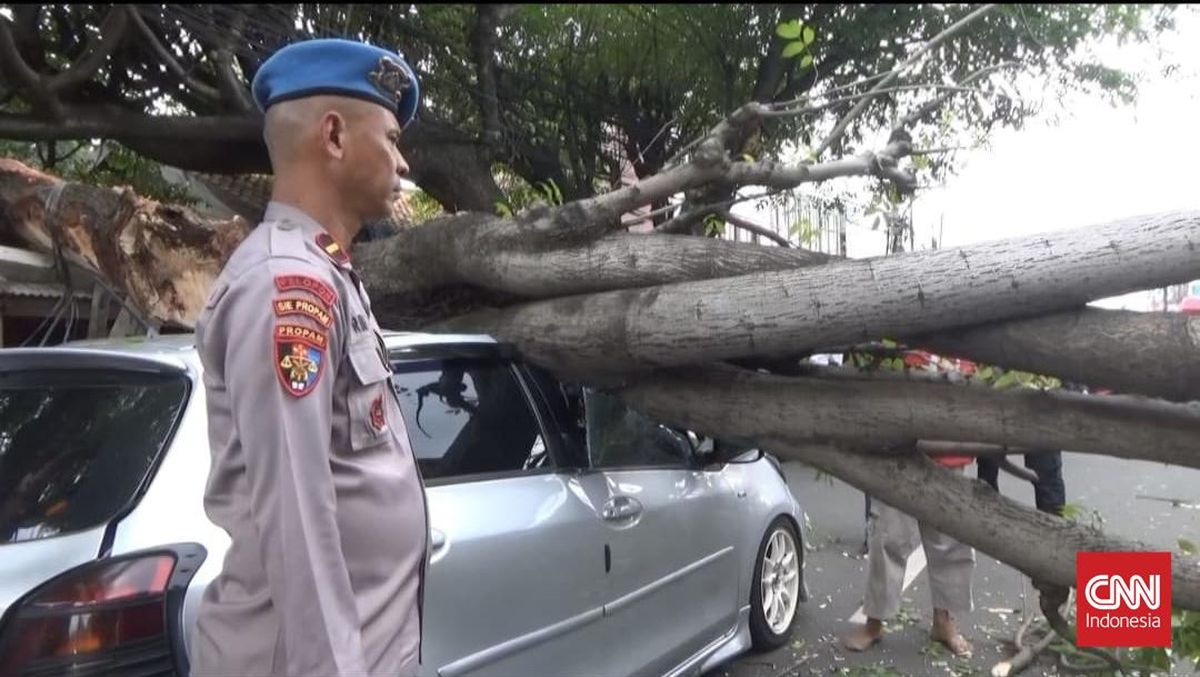 Tak Ada Angin atau Hujan, Pohon di Tangsel Roboh Timpa Mobil