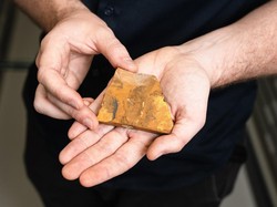 Kisah Pensiunan Guru Temukan Fosil Lalat Tertua, Diduga Spesies Baru